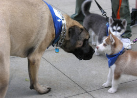 PUP: Grab a mitt, a mutt, and the message