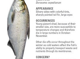 NEWS: Don’t be shad. Fish die-off is common, natural