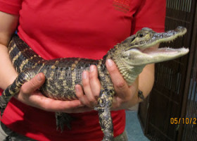 UPDATE: Our little girl is growing up, rescued gator is hearty and healthy