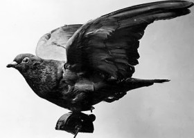 HISTORY: Next time you tap an address into your GPS, thank a pigeon. #GISday