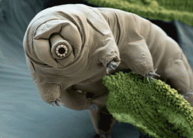 PIC: “Water bear” sounds cuddly, actually is pretty terrifying.