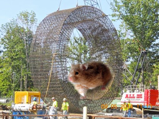 hamster510.jpg