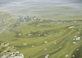 ALGAE: In wake of Toledo’s algae woes, investigation takes deeper look at causes, solutions (Video)