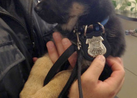 NEWS: Puppy with a badge, new K-9 officer Storm will train for safety, outreach