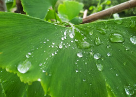 VIDEO: What causes that wonderful after-the-rain smell? Slow-mo video reveals secrets.