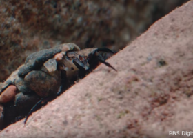 VIDEO: Watch this clean-water-loving bug build its own awesome rock armor for protection